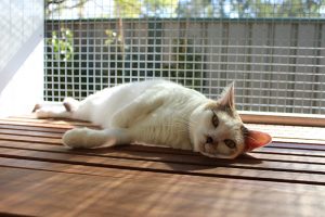 Brisbane Cat Motel