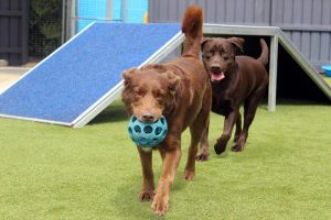 Dog Day Care Brisbane